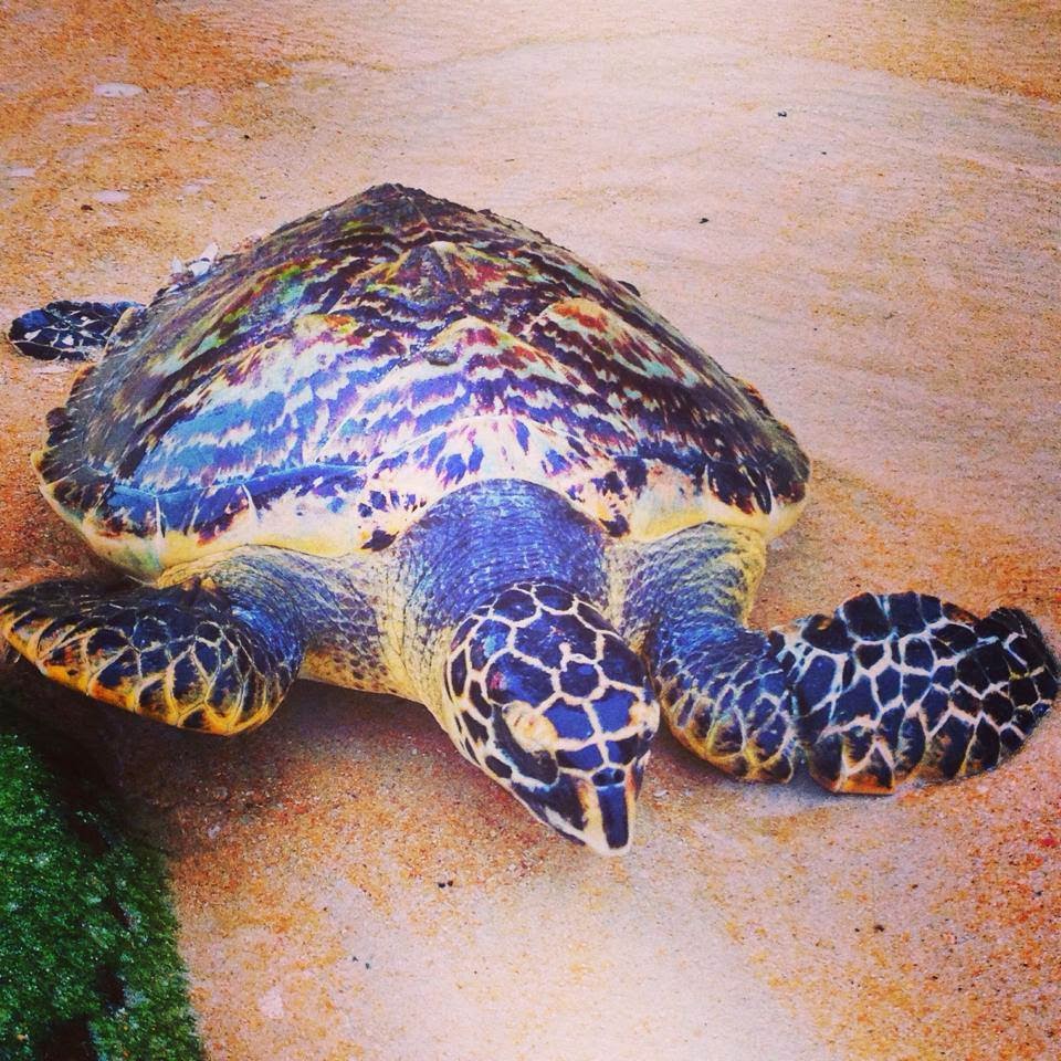 Turtle rescued at the Sunset Beach